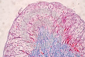 Uterus human, Uterine tube human, Placenta human and Umbilical cord Human under the microscope.