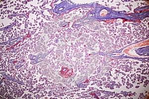 Uterus human, Uterine tube human, Placenta human and Umbilical cord Human under the microscope.