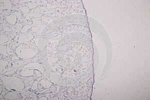 Uterus human, Uterine tube human, Placenta human and Umbilical cord Human under the microscope.