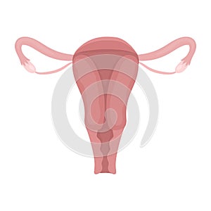 Uterus icon in cartoon style on white background. Organs symbol stock vector illustration.