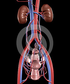 Uterus and Kidneys