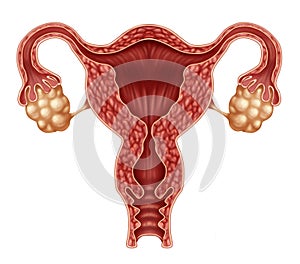 Uterus And Ovaries