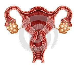 Uterus And Ovaries photo