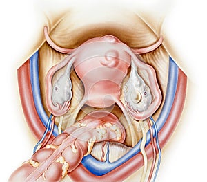 Uterus and Ovaries photo
