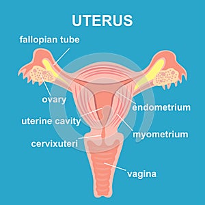 Uterus and ovaries, organs of female reproductive system