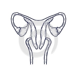 Uterus with ovary, cervix, fallopian tubes isolated on background. Female reproductive system.