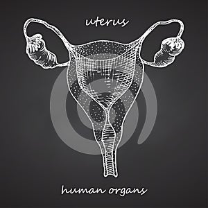 Uterus. Realistic hand-drawn icon of human internal organs on chalkboard. Engraving art. Sketch style. Design concept for your