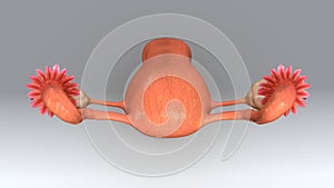 Uterus Top View