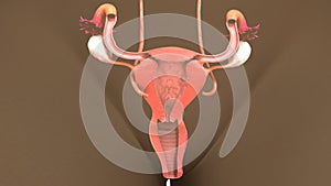 Intersection of Uterus photo