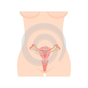 Uterus vector isolation on a white background