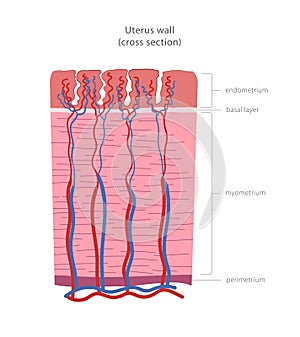 Uterus wall cross section diagram. Uterine layers: perimetrium, myometrium, endometrium.