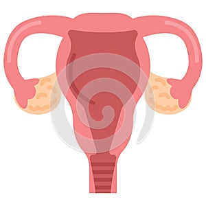 Uterus womb with ovary, cervix, fallopian tubes icon, vector illustration