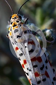 Utetheisa pulchella, the crimson-speckled flunkey, crimson-speckled footman, or crimson-speckled moth macro photography