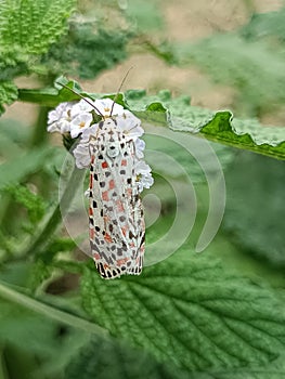 Utetheisa pulchelloides moth on Heliotropium indium flowers