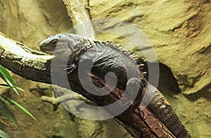Utila iguana