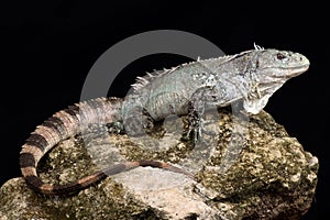 Utila iguana Ctenosaura bakeri