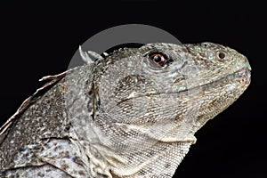 Utila iguana Ctenosaura bakeri