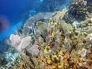 Utila Reefs