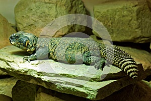 Utila Spiny-Tailed Iguana