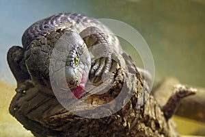 Utila Spiny-Tailed Iguana