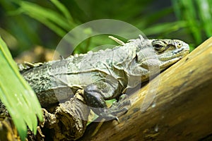 Utila spiny tailed Iguana