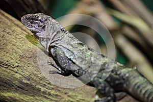 Utila Spiny-Tailed Iguana