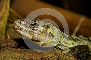 Utila spiny-tailed iguana in close-up on log