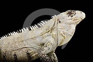 Utila Spiny-tailed Iguana Ctenosaura bakeri