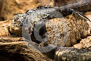 Utila spiny-tailed iguana & x28;Ctenosaura bakeri& x29; male