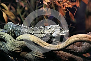 Utila spiny-tailed lizard