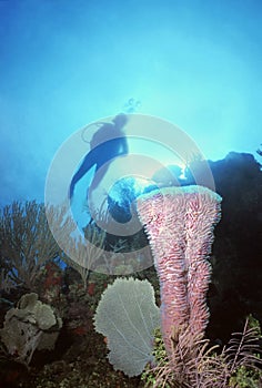 Utila Vase Sponge