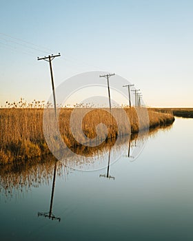 Utility poles in a wetland, Holly Beach, Louisiana