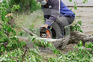 A utility worker in a protective medical mask cuts a tree that has fallen to the asphalt. Workers during a pandemic