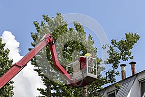 Utility workers cut branches from a tall urban tree.