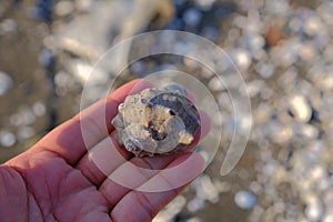 Uto, Sumiyoshi, Japan / 8 September 2019: Seashell at the beach beside Nagabeta Fishery Tidal Road