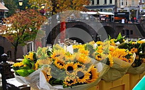 UTRECHT, NETHERLANDS - OCTOBER 20. 2018: View on bouquets of yellow sunflowers near water canal on flower market