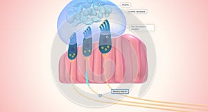 The utricle and saccule each have a small, thickened region called a macula positioned perpendicularly to each other