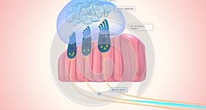 The utricle and saccule each have a small, thickened region called a macula positioned perpendicularly to each other