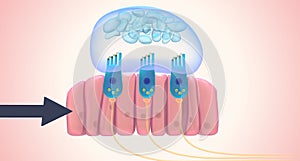 The utricle and saccule each have a small, thickened region called a macula positioned perpendicularly to each other