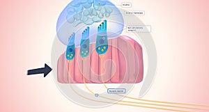 The utricle and saccule each have a small, thickened region called a macula positioned perpendicularly to each other