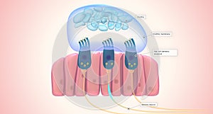 The utricle and saccule each have a small, thickened region called a macula positioned perpendicularly to each other