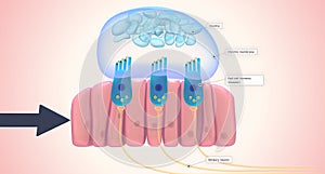 The utricle and saccule each have a small, thickened region called a macula positioned perpendicularly to each other photo