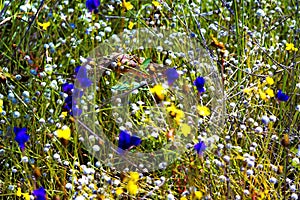 Utricularia blooming on dry field