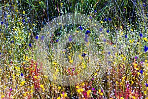 Utricularia blooming with sunny