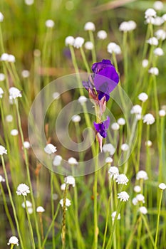 Utricularia delphinioides flower