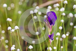 Utricularia delphinioides flower