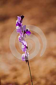 Utricularia delphinioides Is an insectivorous plant