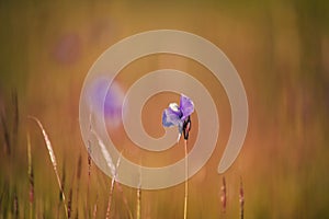 Utricularia delphinioides Is an insectivorous plant