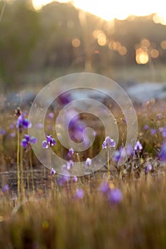 Utricularia delphinioides Is an insectivorous plant