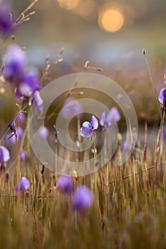 Utricularia delphinioides Is an insectivorous plant